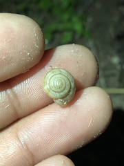 Praticolella mexicana