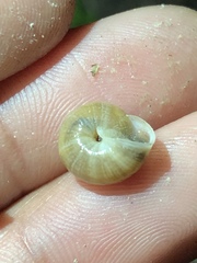 Praticolella mexicana