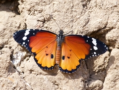 Danaus chrysippus