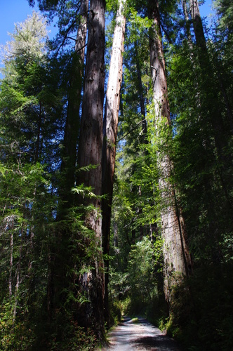 iNaturalist observation photo of coast redwood