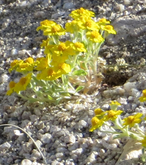 Eriophyllum wallacei