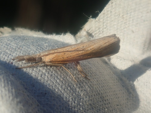 Pediasia laciniellus
