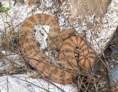 Crotalus pyrrhus