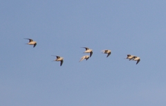 Pterocles senegallus