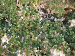 Selaginella eremophila