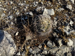 Coryphantha cornifera