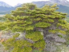 Nothofagus betuloides
