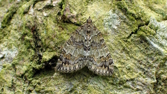 Hydriomena impluviata