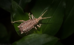 Leptopius setosus