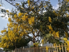 Cassia fistula