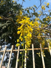 Cassia fistula