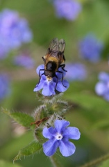 Volucella bombylans
