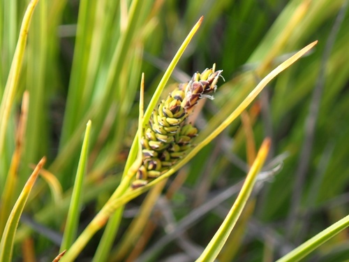 Carex decidua