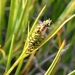 Carex decidua - Photo (c) John Brew,  זכויות יוצרים חלקיות (CC BY), הועלה על ידי John Brew