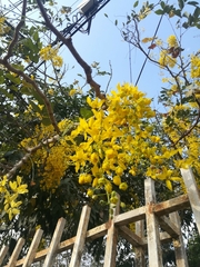 Cassia fistula