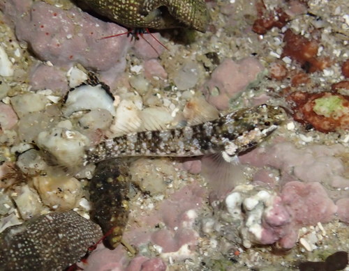 Sonora-grondel (Gobiosoma chiquita) — Gobiidae
