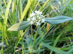 Spermacoce densiflora