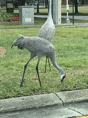 Grus canadensis image