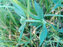 Spermacoce densiflora