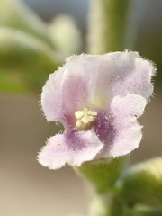 Helicteres angustifolia