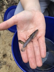 Noturus leptacanthus