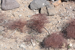 Eriogonum rixfordii