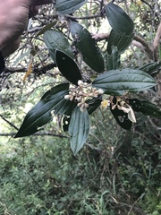 Miconia versicolor