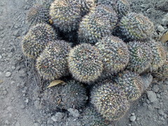 Mammillaria karwinskiana