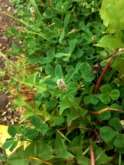 Trifolium striatum