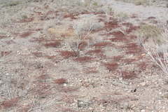 Eriogonum rixfordii