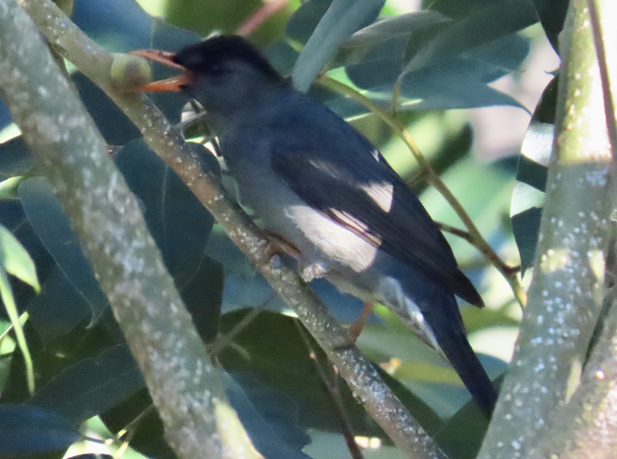 Malagasy Bulbul