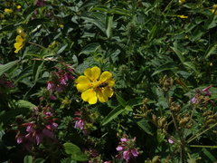 Potentilla