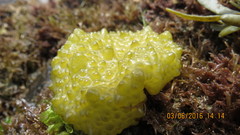 Colpomenia tuberculata