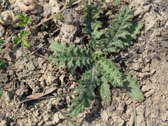 Cirsium japonicum australe