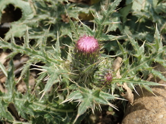 Cirsium japonicum australe