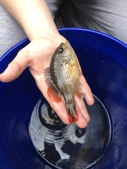 Lepomis punctatus