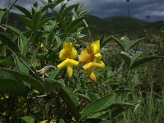 Piptanthus nepalensis