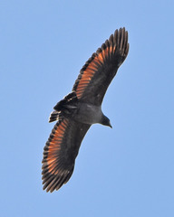 Rufous Crab Hawk photo 2