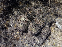 Mammillaria karwinskiana