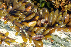 Adenocystis utricularis