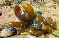 Adenocystis utricularis