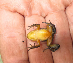 Hyloxalus anthracinus