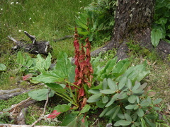 Rheum alexandrae