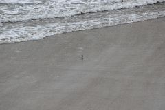 Calidris alba