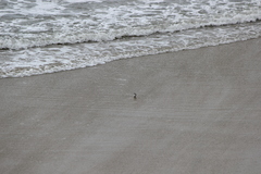 Calidris alba