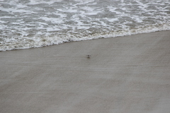 Calidris alba