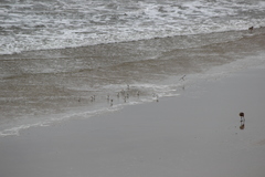 Calidris alba