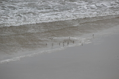 Calidris alba
