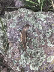 Sceloporus virgatus
