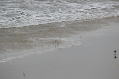 Calidris alba